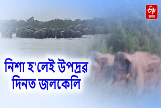 Wild elephant menace at various places in Majuli