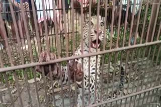 LEOPARD CAGED IN DIBRUGARH