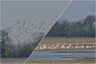 Keoladeo National Park