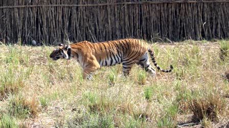 TIGRESS CUBS RAJAJI TIGER RESERVE