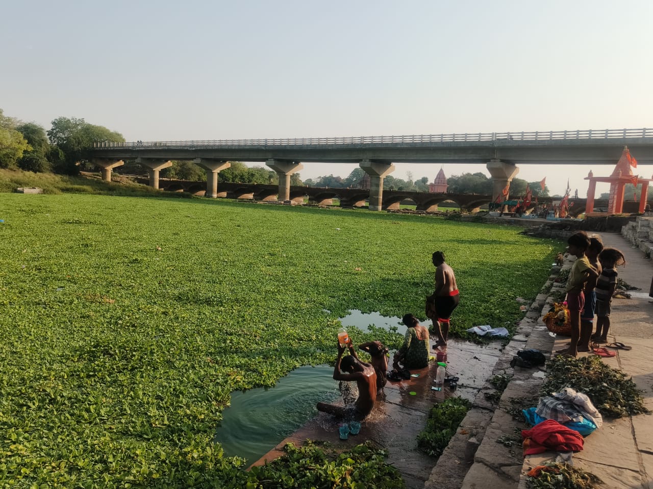 Water hyacinth in Betwa river
