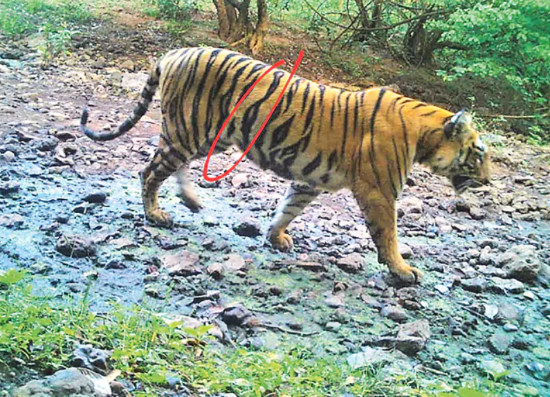 Special Story on Tiger Killings