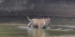 सरिस्का में बाघिन की साइटिंग