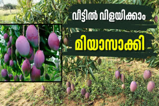 MIYAZAKI MANGO  HOW TO GROW MIYAZAKI MANGO AT HOME  MOST EXPENSIVE MANGO  SIMPLE TIPS FOR CULTIVATE MIYAZAKI