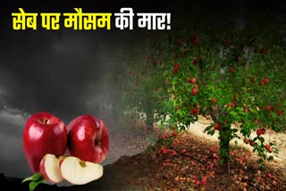 हिमाचल में खराब मौसम ने तोड़ी बागवानों की कमर