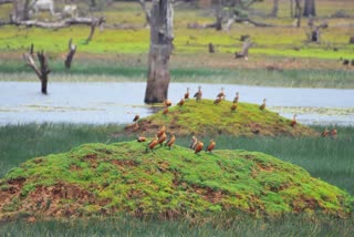 BHIMRAO AMBEDKAR WILDLIFE SANCTUARY sagar