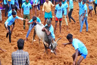 ஜல்லிக்கட்டில் காளையை அடக்கிய வீரர்கள்