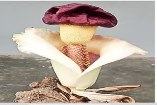 Elephant Yam In Konaseema District AP
