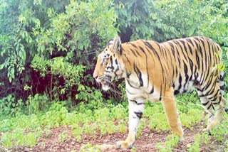 Special Story on Tiger Killings
