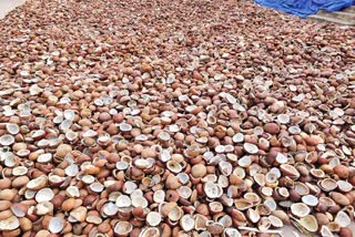 high_price_for_new_coconut_in_konaseema_market