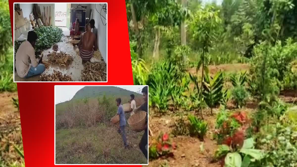 medicinal trees plantation in koraput