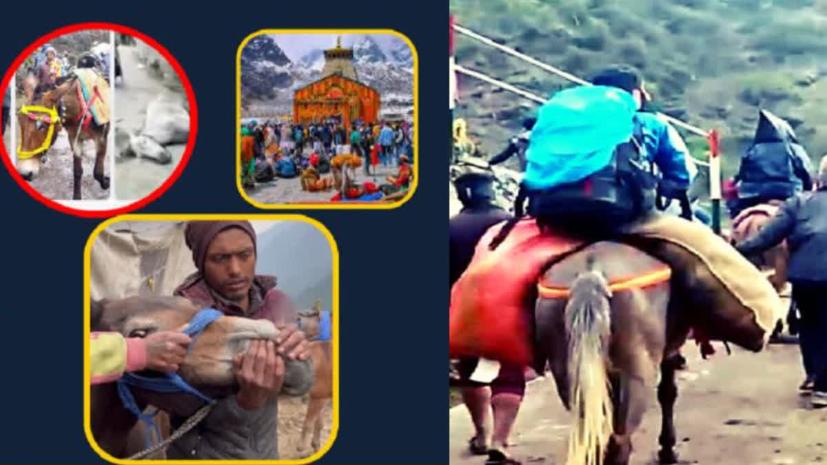 VIDEO OF HORSE BEING FORCED TO SMOKE ON KEDARNATH WALKWAY GOES VIRAL IN SOCIAL MEDIA