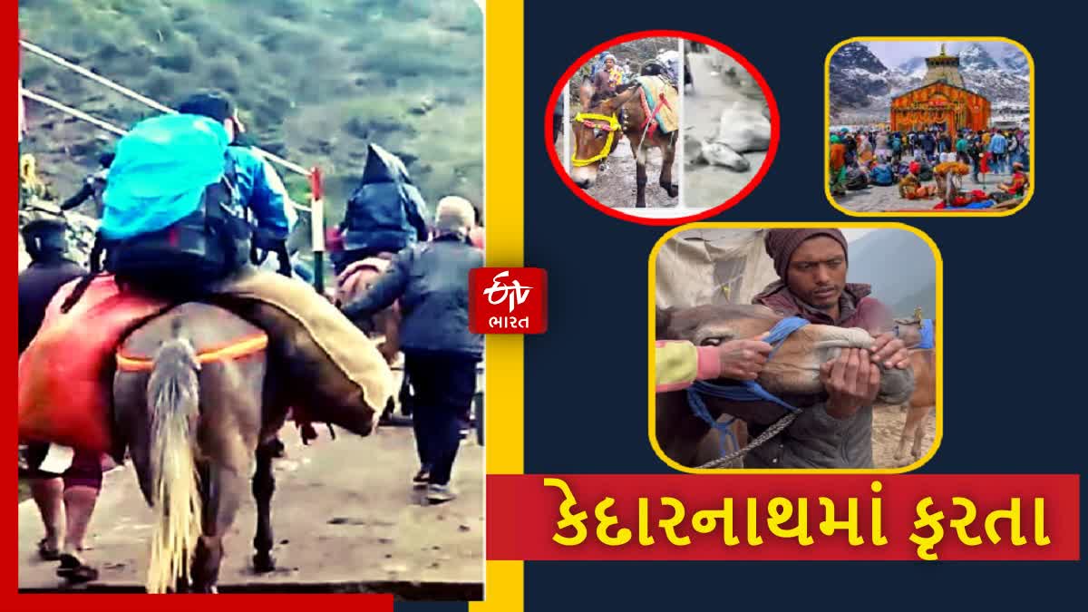 horse smoking video of kedarnath