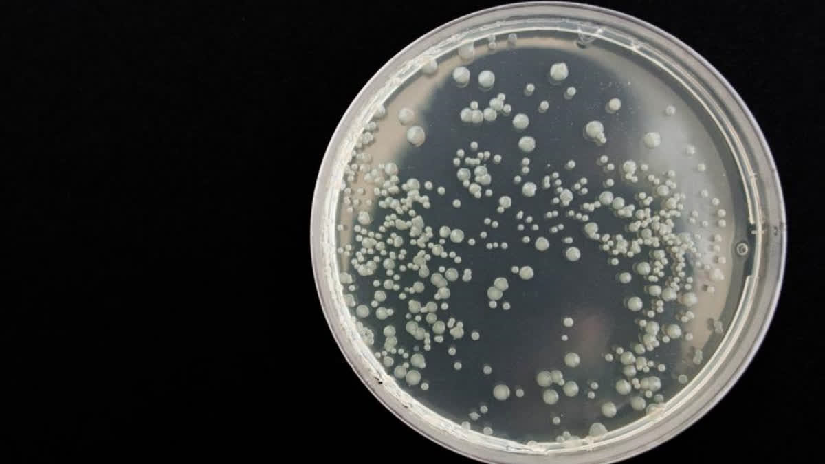 New drug can reduce bacteria's ability to develop antibiotic resistance