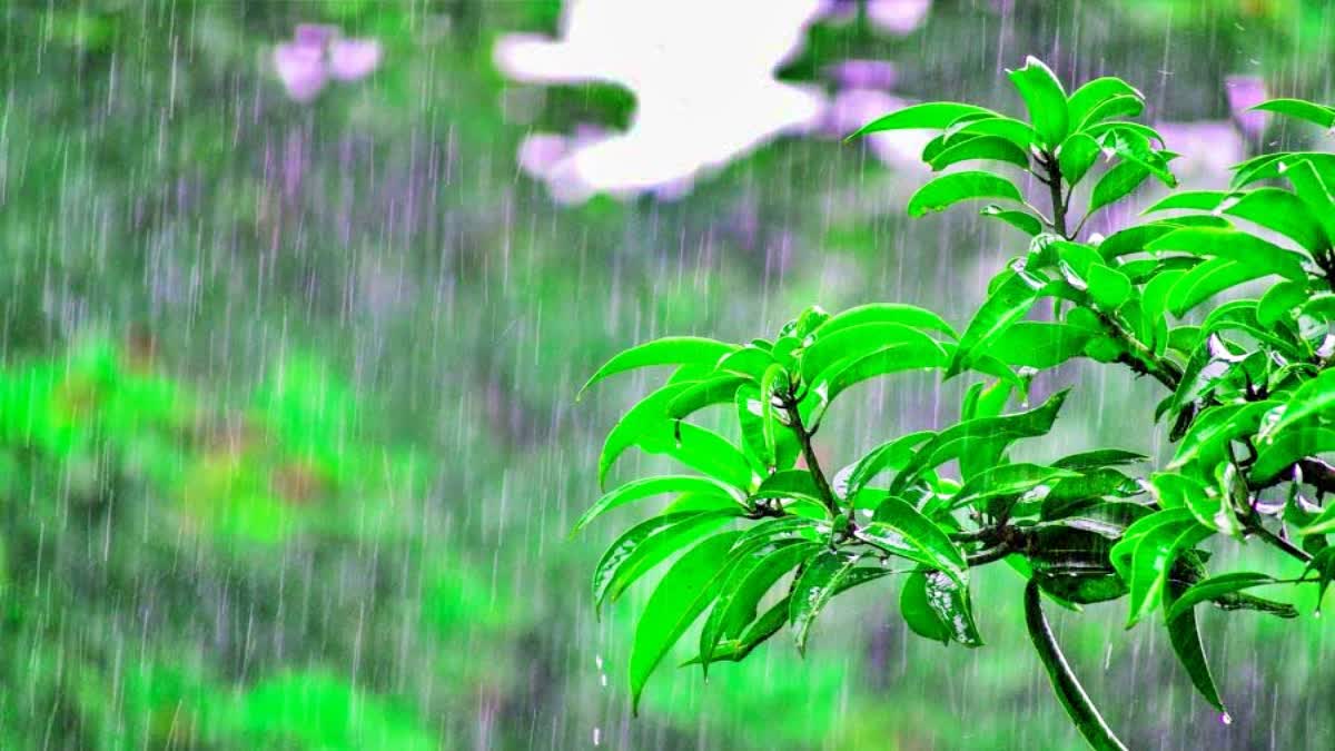 rain in himachal pradesh