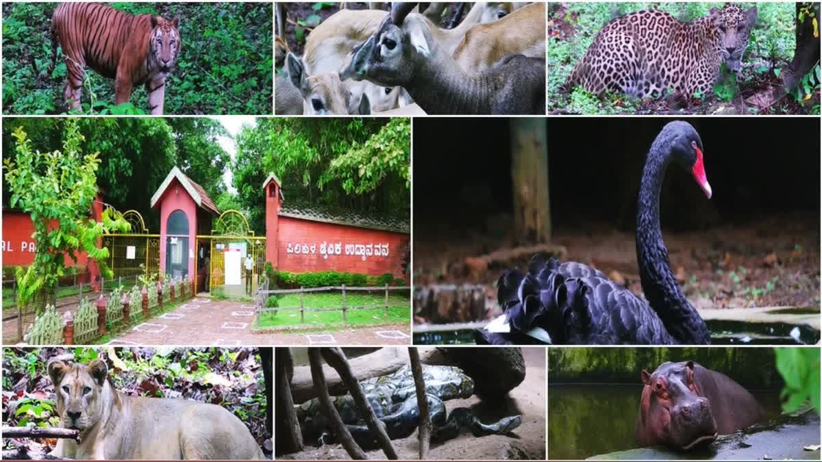 Mangalore's Pilikula Zoo is top in the country in terms of breeding