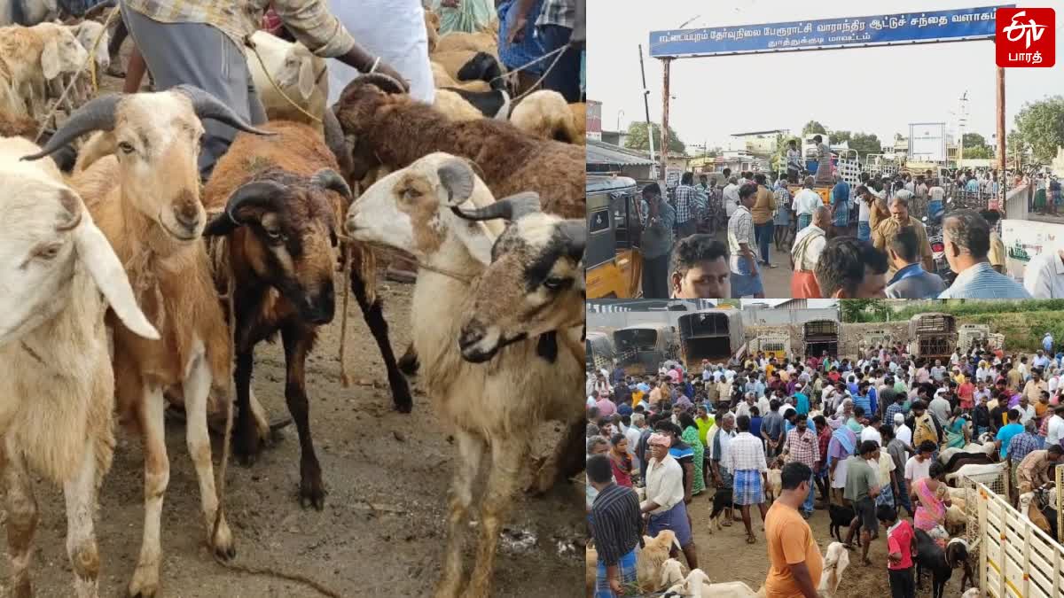 பக்ரீத் பண்டிகையை முன்னிட்டு தென்மாவட்டங்களில் சூடுபிடித்த ஆட்டு சந்தை