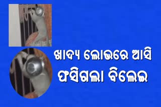 ଖାଦ୍ୟ ଲୋଭରେ ଆସି ଫସିଗଲା ବିଲେଇ