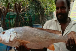 Fisherman Caught Goldfish