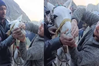 uttarakhand 2 men force horse to smoke weed enroute kedarnath temple viral video sparks outrage