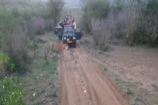 Tourists in Sariska