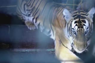 Tiger captured in Wayanad panavalli  Tiger captured in Wayanad  Wayanad panavalli  Wayanad panavalli Tiger  tiger in the cage  വയനാട് പനവല്ലി  കടുവ ഒടുവിൽ കൂട്ടിലായി  കടുവ  Tiger  Tiger wayanad  Tiger panavalli  പനവല്ലി കടുവ  വയനാട് കടുവ  കടുവയെ പിടികൂടി  കടുവ കൂട്ടിൽ