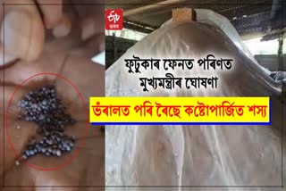state government not buying mustard seeds