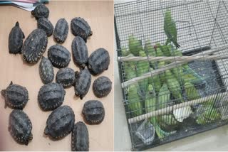 turtles and parrots of banned species recovered