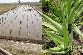 Aloe Vera Farming