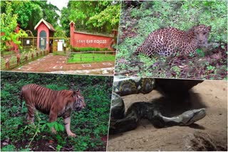 Mangalore  Pilikula Zoo and Wild Varieties  Pilikula Zoo  Wild Varieties  breeding of Wild Varieties  കടുവയും രാജവെമ്പാലയും  വംശനാശ ഭീഷണി നേരിടുന്ന  ഡോള്‍  വന്യതയുടെ കളിത്തൊട്ടിലായി പിലിക്കുള  പിലിക്കുള  പിലിക്കുള മൃഗശാല  മൃഗശാല  മംഗളൂരുവിലെ പിലിക്കുള ബയോളജിക്കൽ പാർക്ക്  മംഗളൂരു