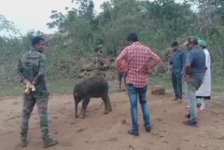 baby elephant rescued from hole