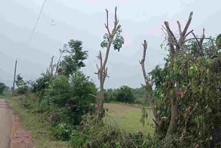 Branches Cutting for CM Meeting