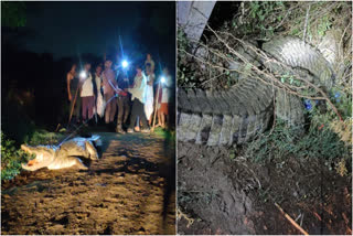 Crocodile rescued from Vadodara amid rains  12 foot giant crocodile  Crocodile at Vadodara  crocodile  മുതലയെ പിടികൂടി  12 അടി നീളമുള്ള ഭീമൻ മുതല  മുതല  വഡോദരയിൽ മുതല