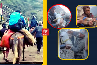 horse being fed cigarette on Chardham Yatra route Video  goes viral