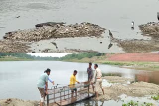 crocodile seen shivna river mandsau