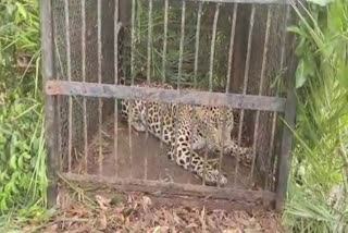 Forest Officials Captured the Leopard in Tirumala