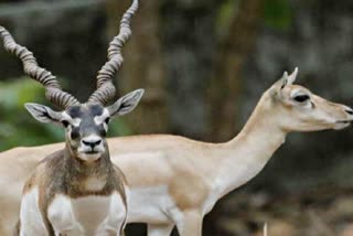 blackbuck