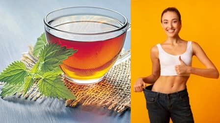 green-tea-for-weight loss