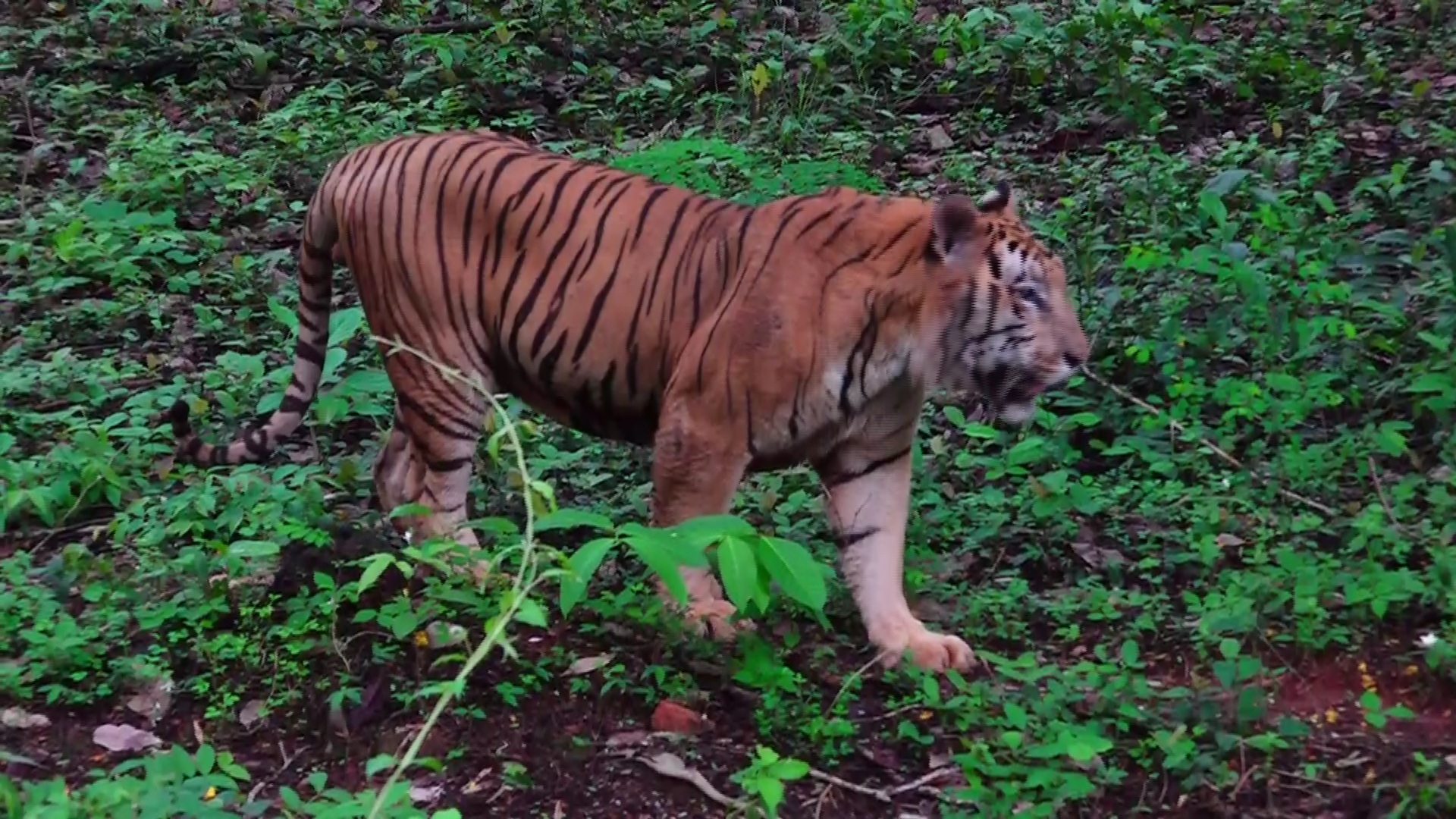 Mangaluru Pilikula Zoo ETV BHARAT