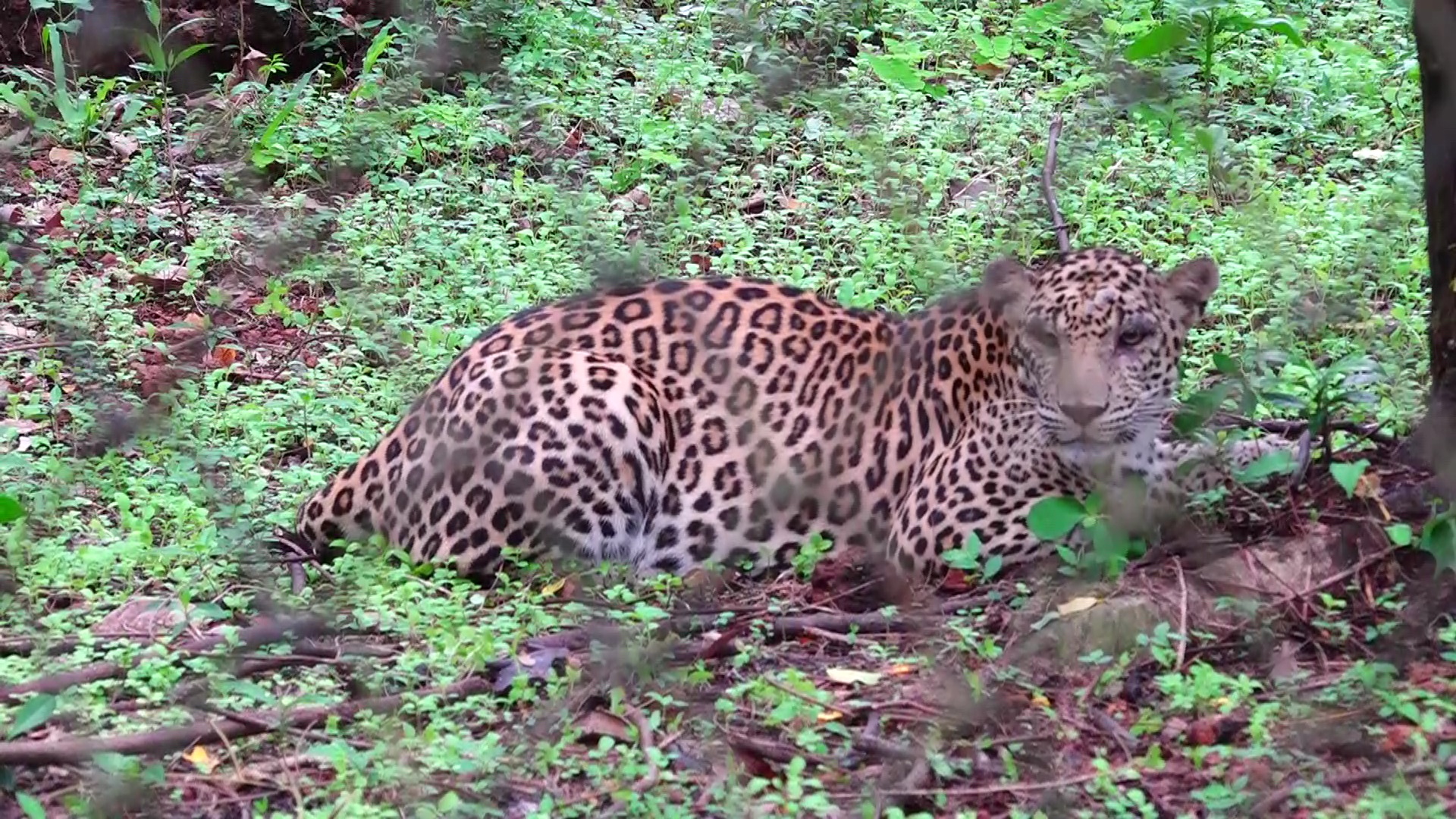 Mangaluru Pilikula Zoo ETV BHARAT