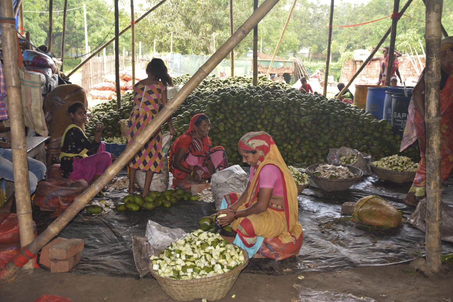 malda mango business