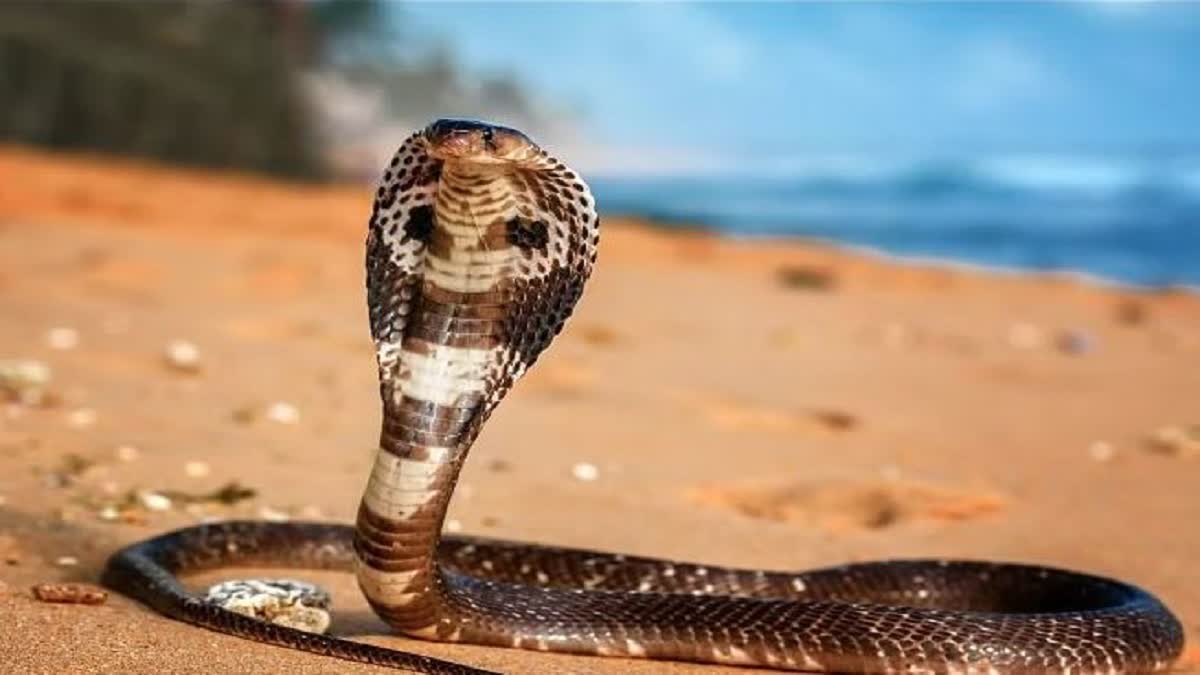 Snake Bite Cases Increase in Monsoon