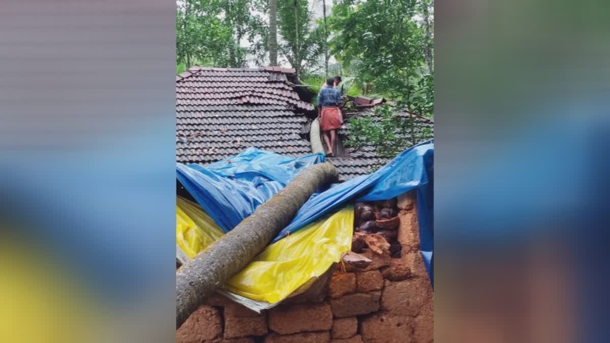 കോഴിക്കോട് തെങ്ങ് വീണ് വീട് തകർന്നു  HOUSE COLLAPSED AFTER FALLING TREE  KOZHIKODE RAIN NEWS  കോഴിക്കോട് മഴ വാര്‍ത്ത