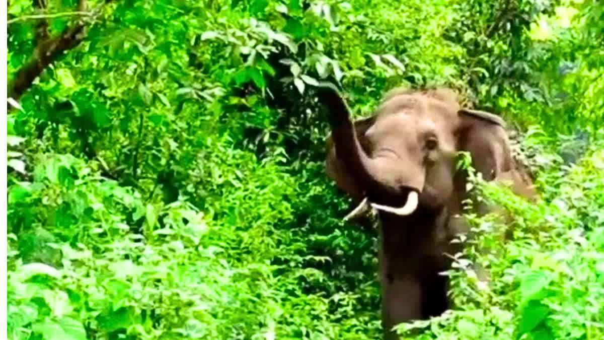 ELEPHANT IN MANENDRAGARH