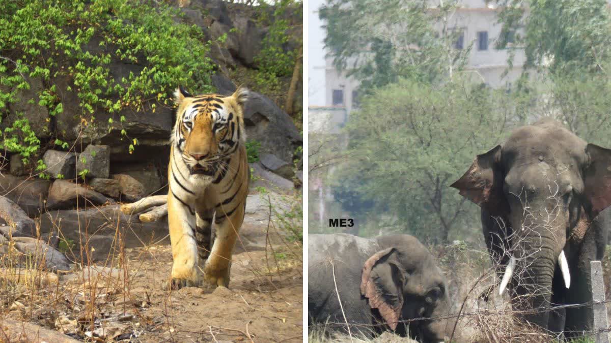 Tigers and Elephants in Barnawapara Sanctuary