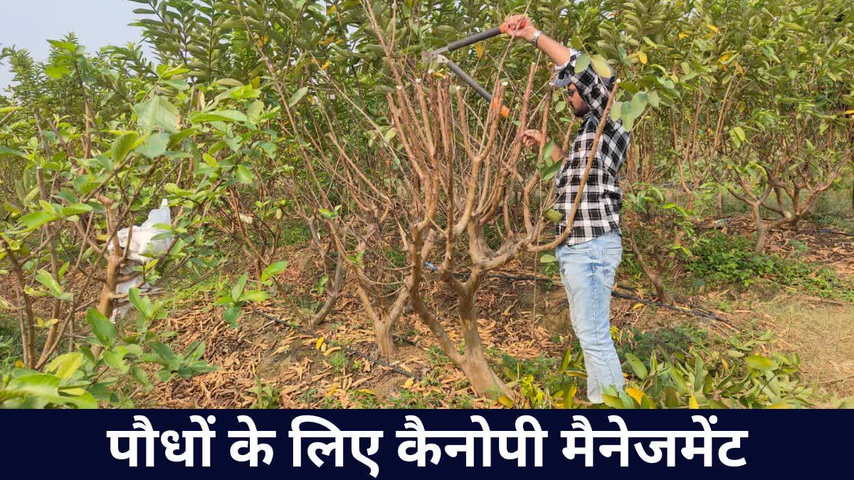 canopy management in Farming