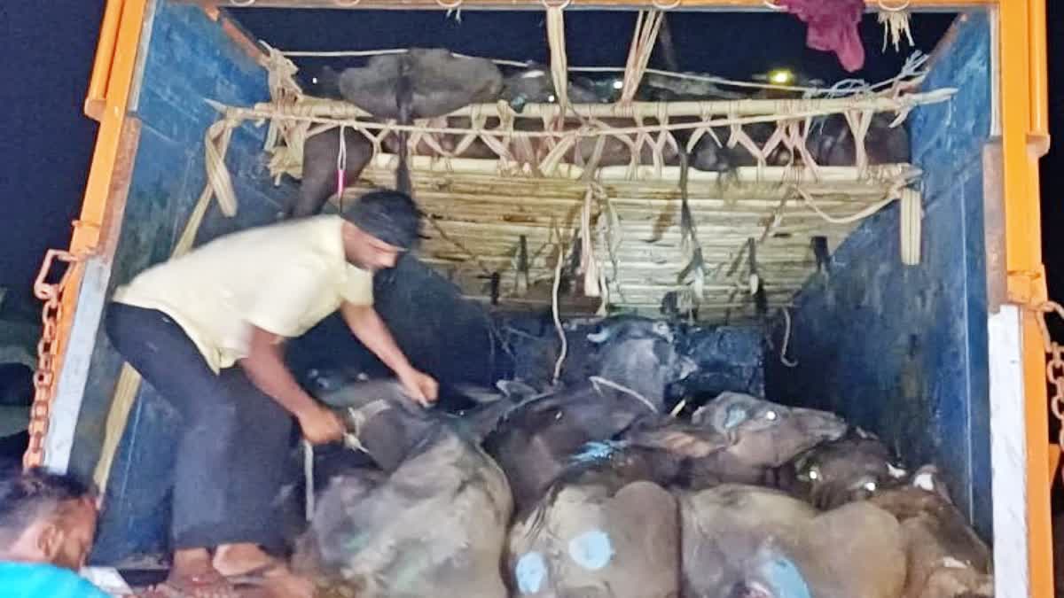 गोपालगंज में पशु तस्करी