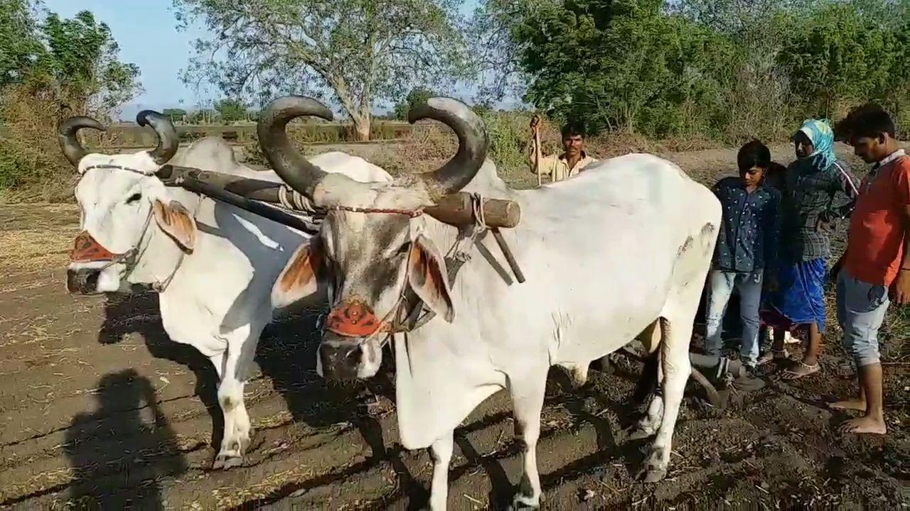 ભૂમિપુત્રો ખેતી કાર્યમાં જોતરાયા