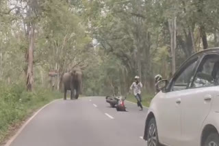 வாகன ஓட்டிகளை துரத்திய காட்டு யானை வீடியோ