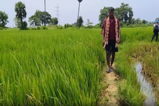 Niali Duplicate Paddy seed